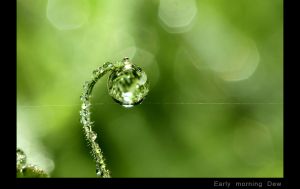 Early morning Dew.jpg